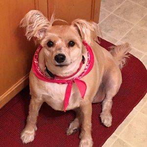 Meet your Posher, Barbara